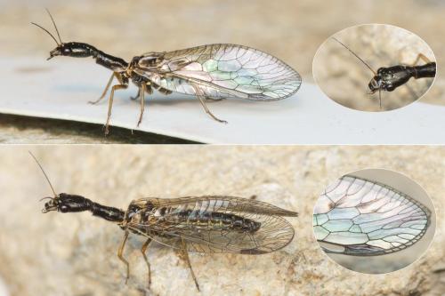 Phaeostigma galloitalicum